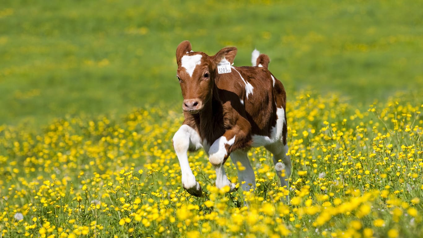 Ein Kalb rennt auf einer Blumenwiese (Symbolbild): In Baden-Württemberg flog ein Polizeihubschrauber hinterher.