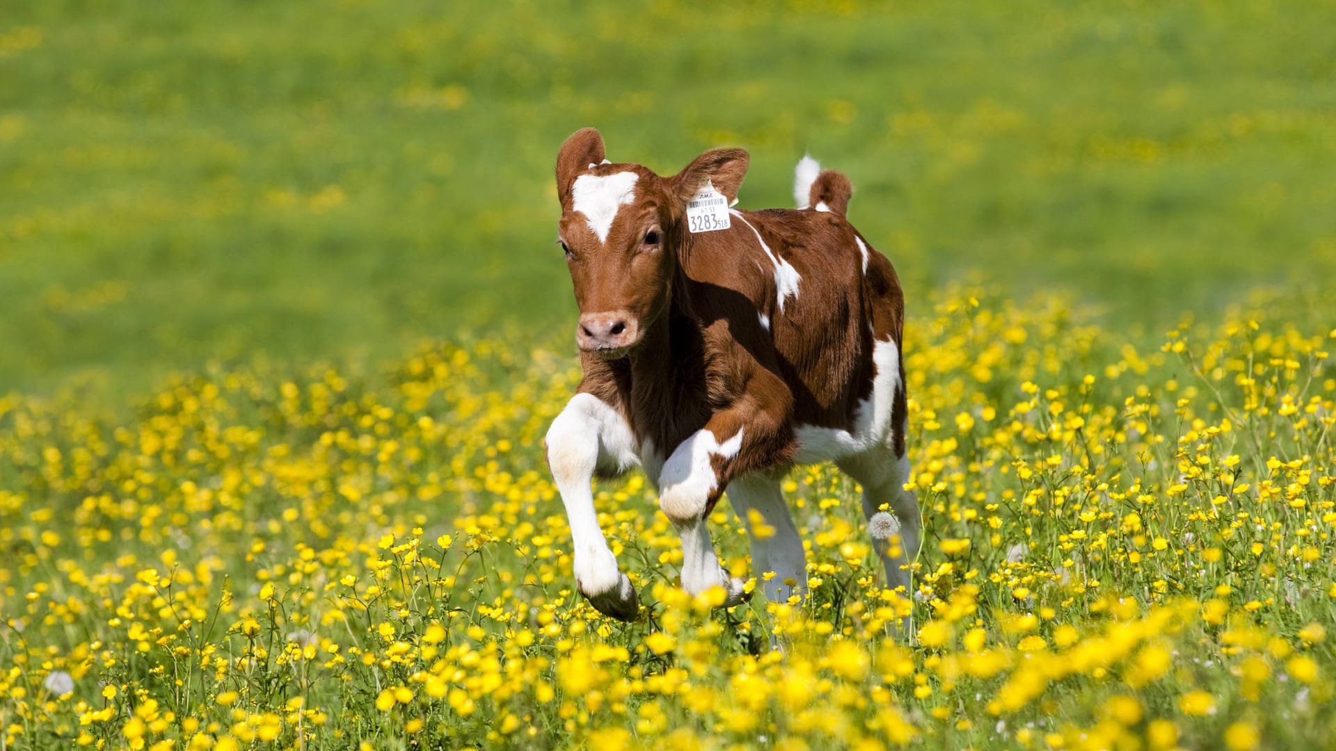 Ein Kalb rennt auf einer Blumenwiese (Symbolbild): In Baden-Württemberg flog ein Polizeihubschrauber hinterher. Ein Kalb rennt auf einer Blumenwiese (Symbolbild): In Baden-Württemberg flog ein Polizeihubschrauber hinterher.