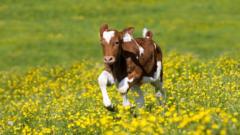 Ein Kalb rennt auf einer Blumenwiese (Symbolbild): In Baden-Württemberg flog ein Polizeihubschrauber hinterher.