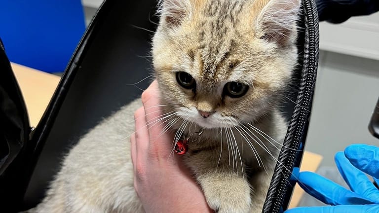 Erst drei Monate alt: Ein Katzenjunges im Rucksack aus Jordanien.