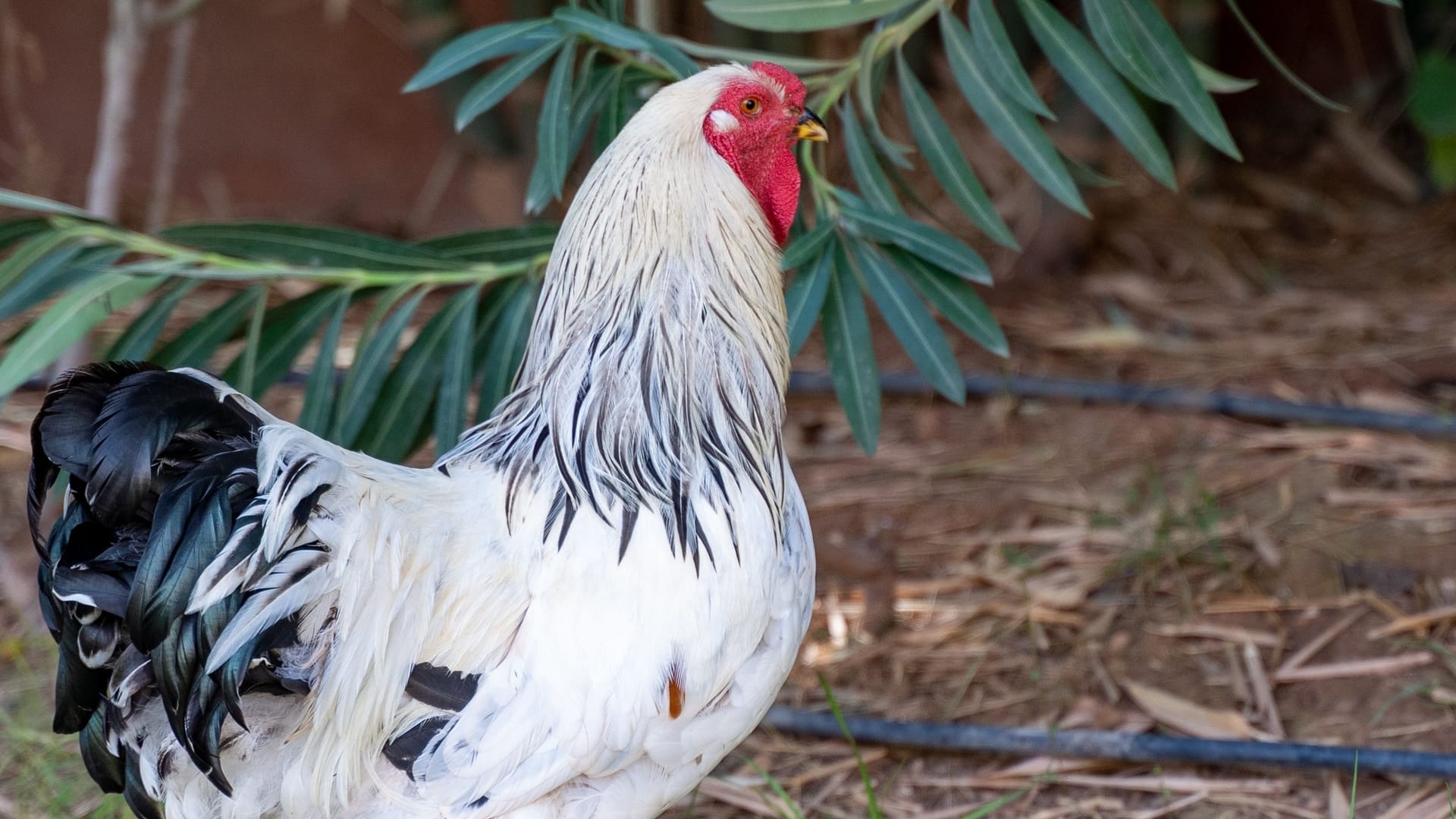 Brahma-Hahn (Symbolbild): Die Rasse gilt grundsätzlich als friedlich.