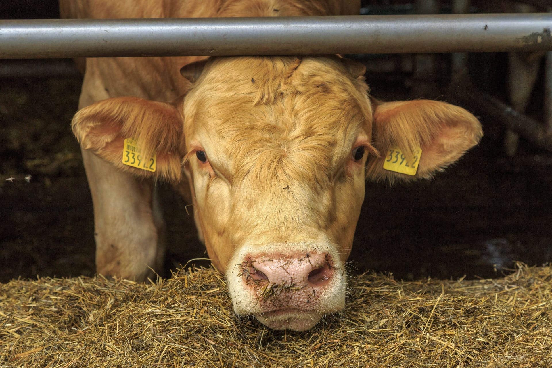 Ein Rind (Archivbild): In Hessen will man die Schlachtung tierfreundlicher gestalten.