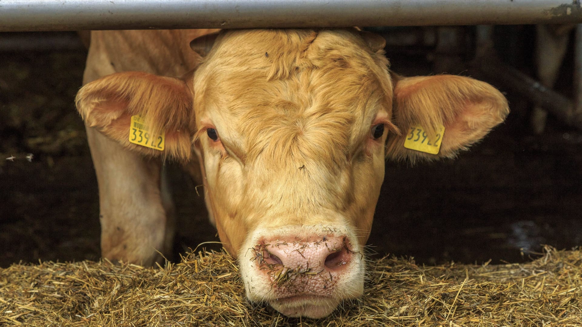 Ein Rind (Archivbild): In Hessen will man die Schlachtung tierfreundlicher gestalten.