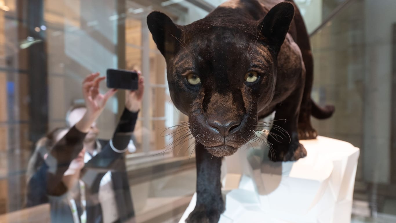 Das Präparat eines Schwarzen Jaguars ist im Naturkundemuseum Schloss Rosenstein im neu gestalteten Evolutionssaal in einer Vitrine zu sehen