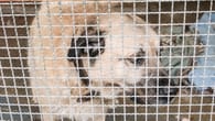 Tierschutz in Dortmund: Junger Kangal sucht nach Misshandlung neues Zuhause