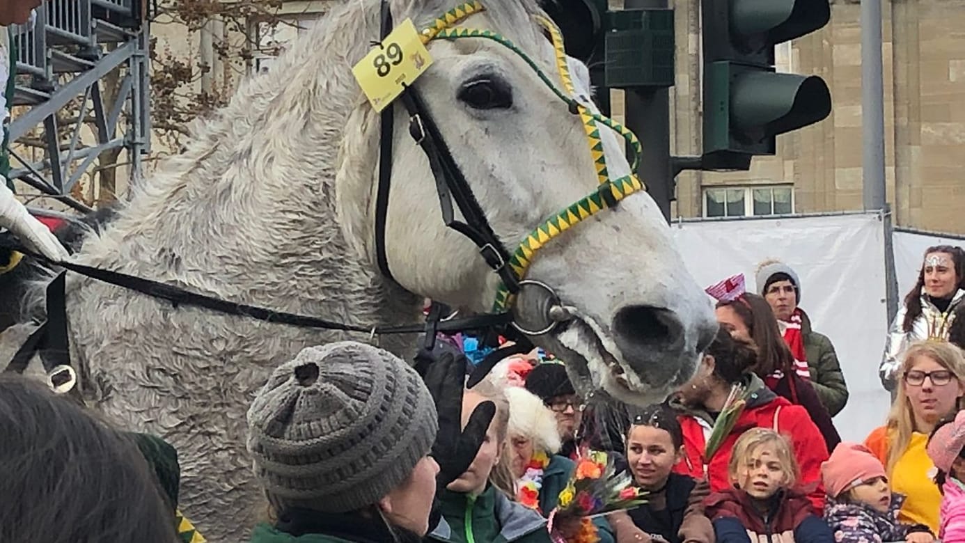 Sam beim Rosenmontagszug: Den Schaum vor dem Maul des Tieres deuteten viele als Zeichen von Stress. (Quelle: Florian Eßer)