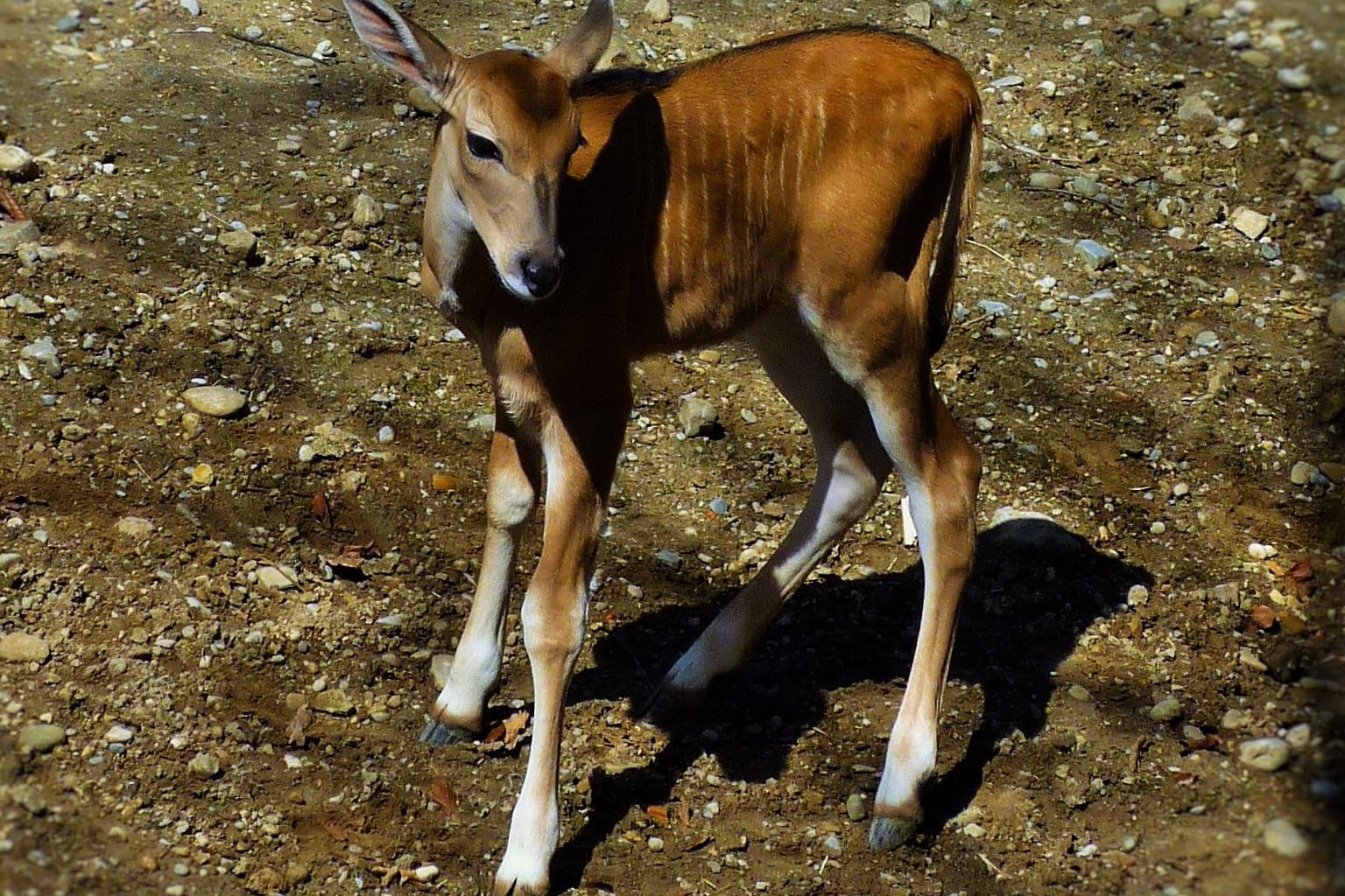 Zum ersten Mal unter der Sonne Münchens: Der Nachwuchs bei den Großen Kudus im Tierpark Hellabrunn.