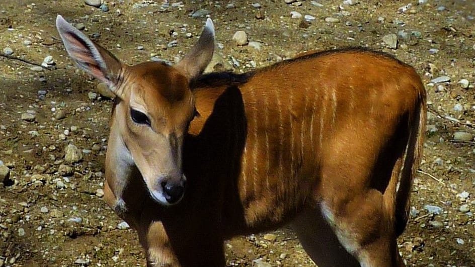 Zum ersten Mal unter der Sonne Münchens: Der Nachwuchs bei den Großen Kudus im Tierpark Hellabrunn. Zum ersten Mal unter der Sonne Münchens: Der Nachwuchs bei den Großen Kudus im Tierpark Hellabrunn.