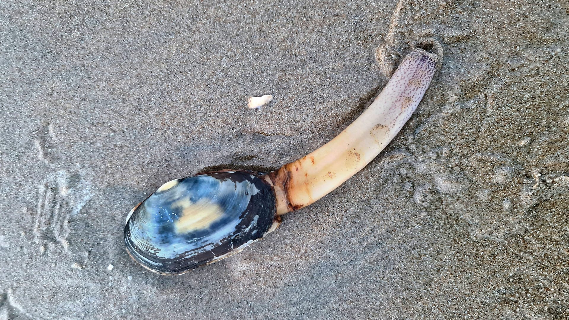 Eine Sandklaffmuschel am Strand: Da auch der Bestand dieser Art stark zurückgegangen ist, verringerte sich das Nahrungsangebot für beispielsweise Zugvögel.