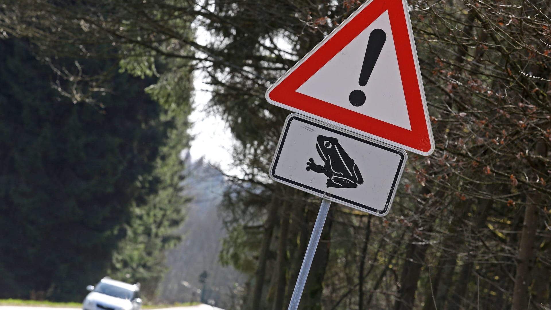 Vorsicht geboten: Besonders bedroht sind die Amphibien auf ihrer Wanderung durch den Autoverkehr.