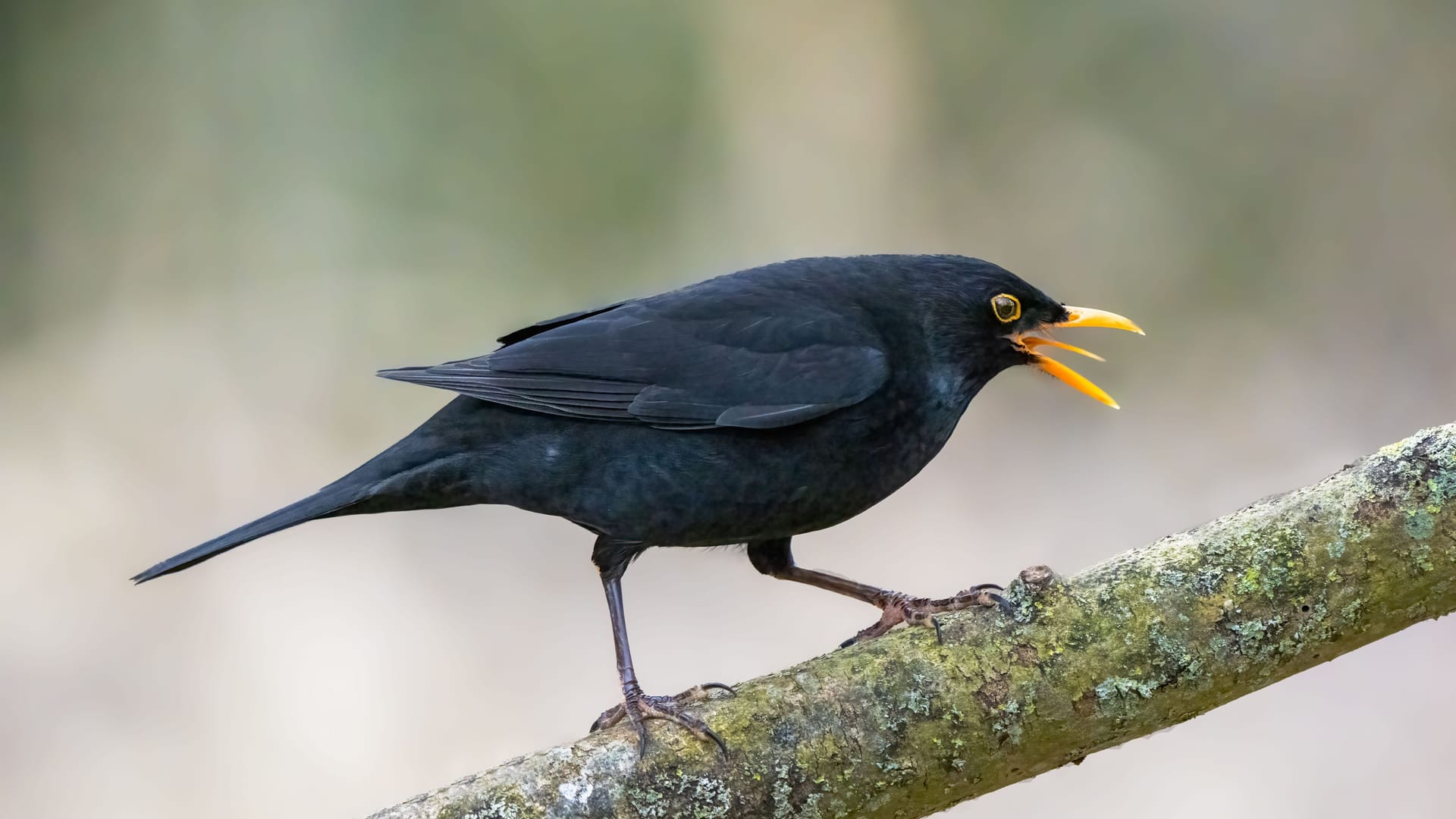 Amsel: Die Vögel sind bei vielen beliebt – aktuell sind sie aber auf Krawall gebürstet.