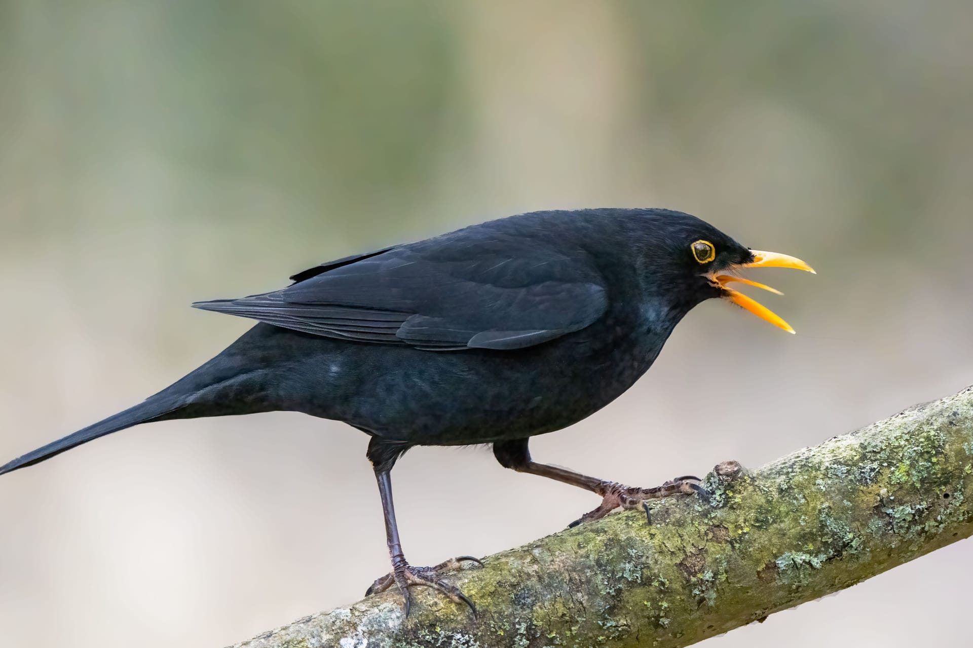 Amsel: Die Vögel sind bei vielen beliebt – aktuell sind sie aber auf Krawall gebürstet.