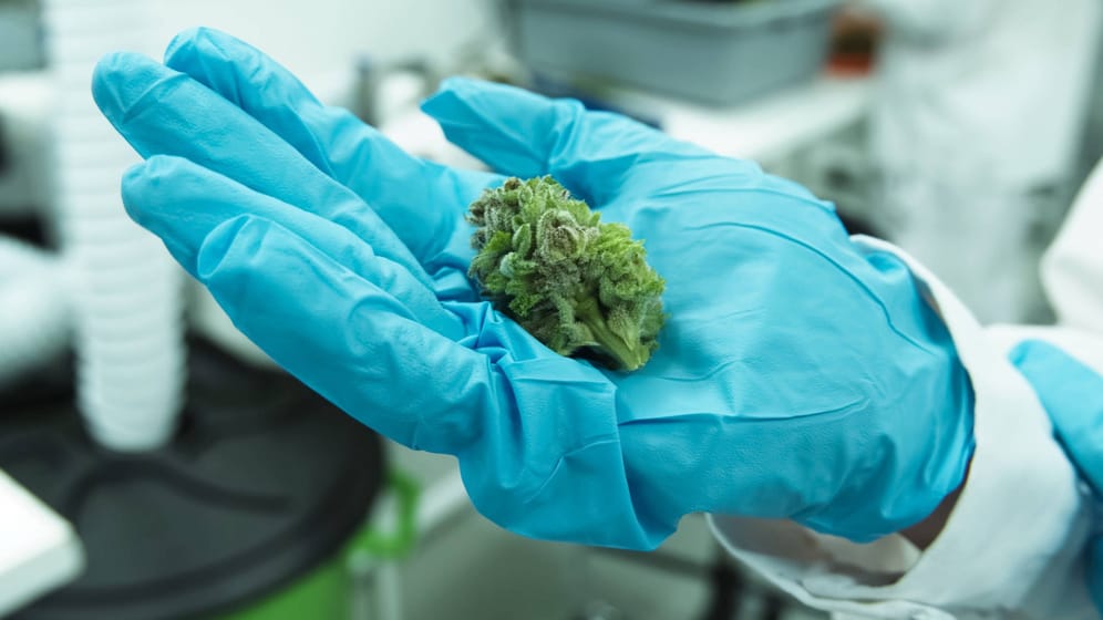 Eine Cannabis-Knolle in der Hand eines Laboranten: