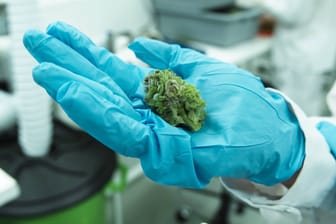 Eine Cannabis-Knolle in der Hand eines Laboranten: