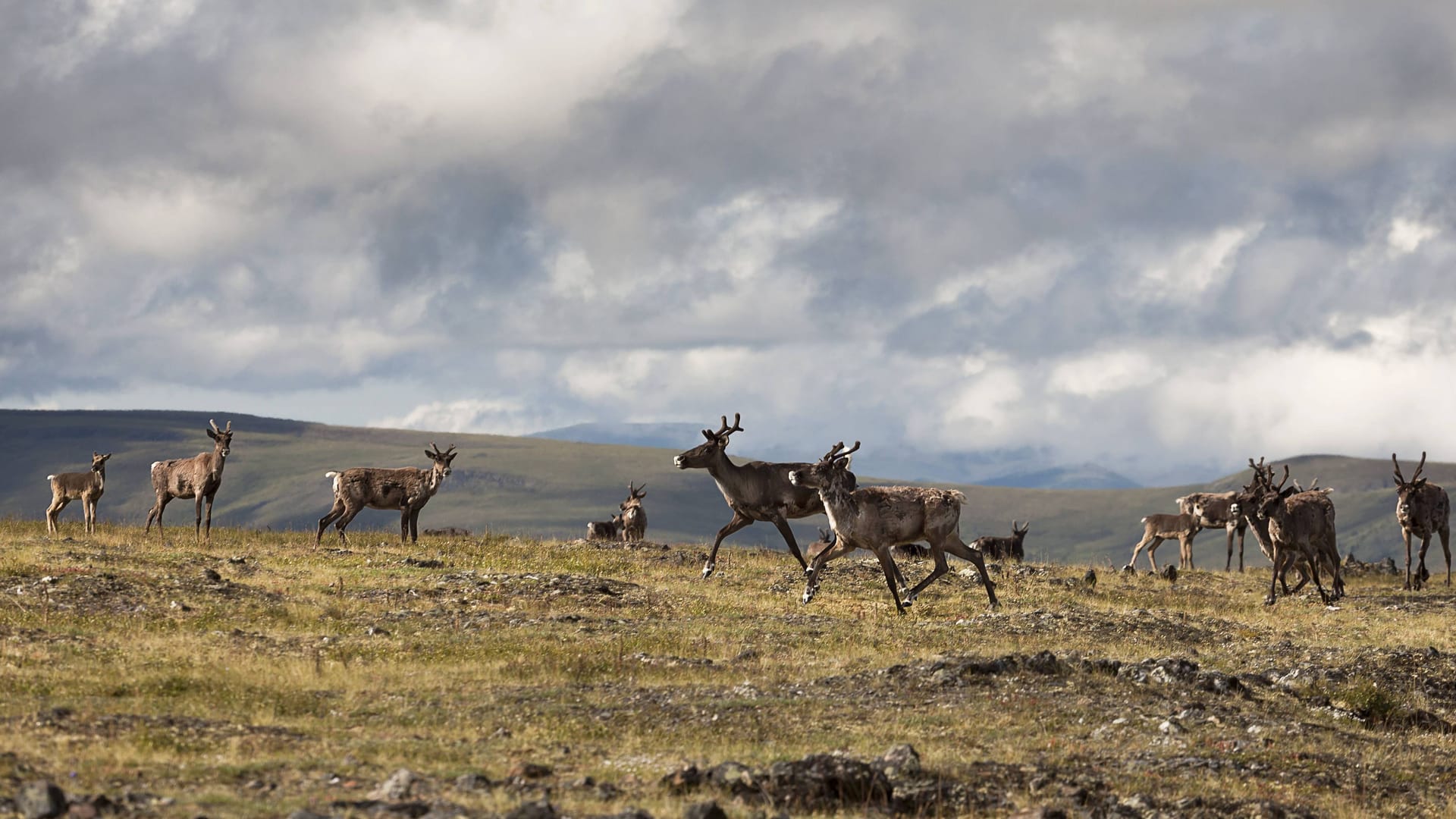 Karibu-Herde (Symbolbild): Die Inuit-Völker bestreiten einen Großteil ihres Lebensunterhalts mit Jagd und Fischerei für den Eigenbedarf.