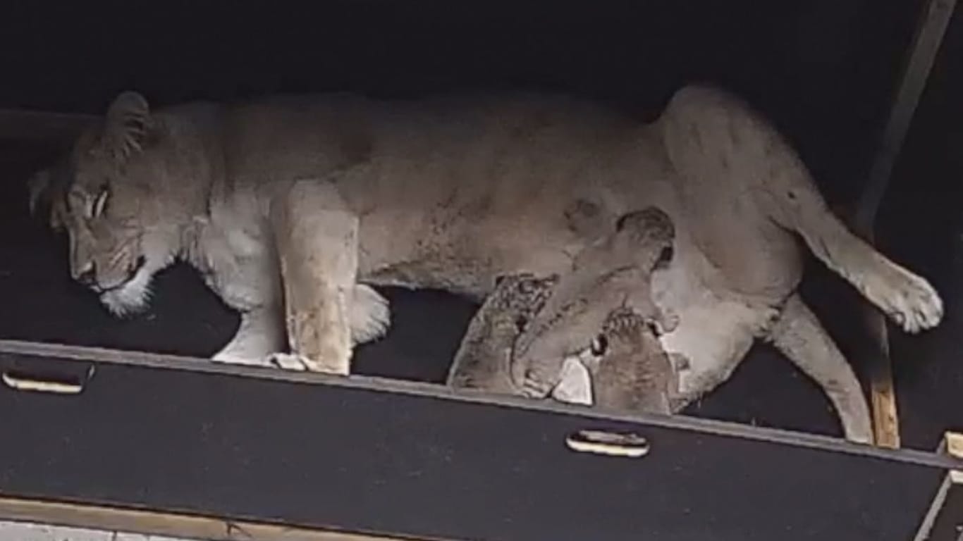 Eine Großkatze und ihre drei Kleinen: Löwin Zara hat zum ersten Mal Nachwuchs bekommen.