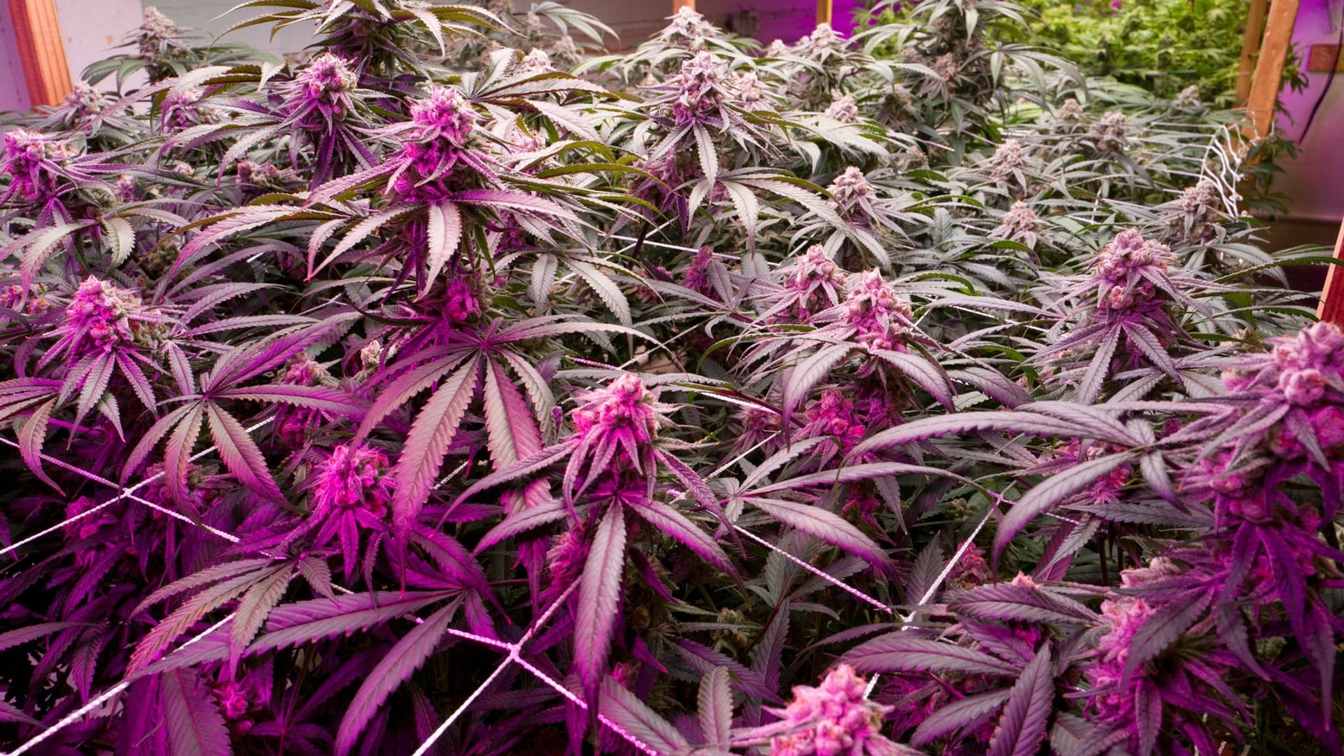 Marihuana Marihuana