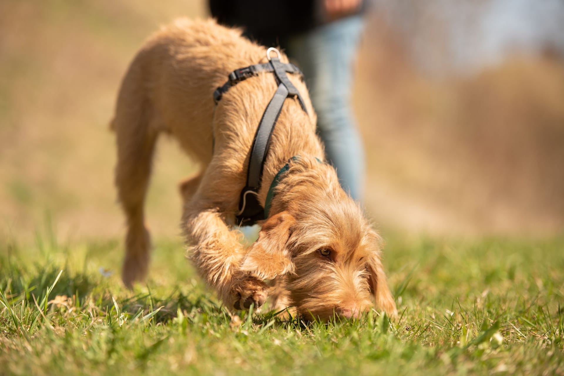 Für kleine und große Vierbeiner: Die besten Hundegeschirre für jeden Einsatz.