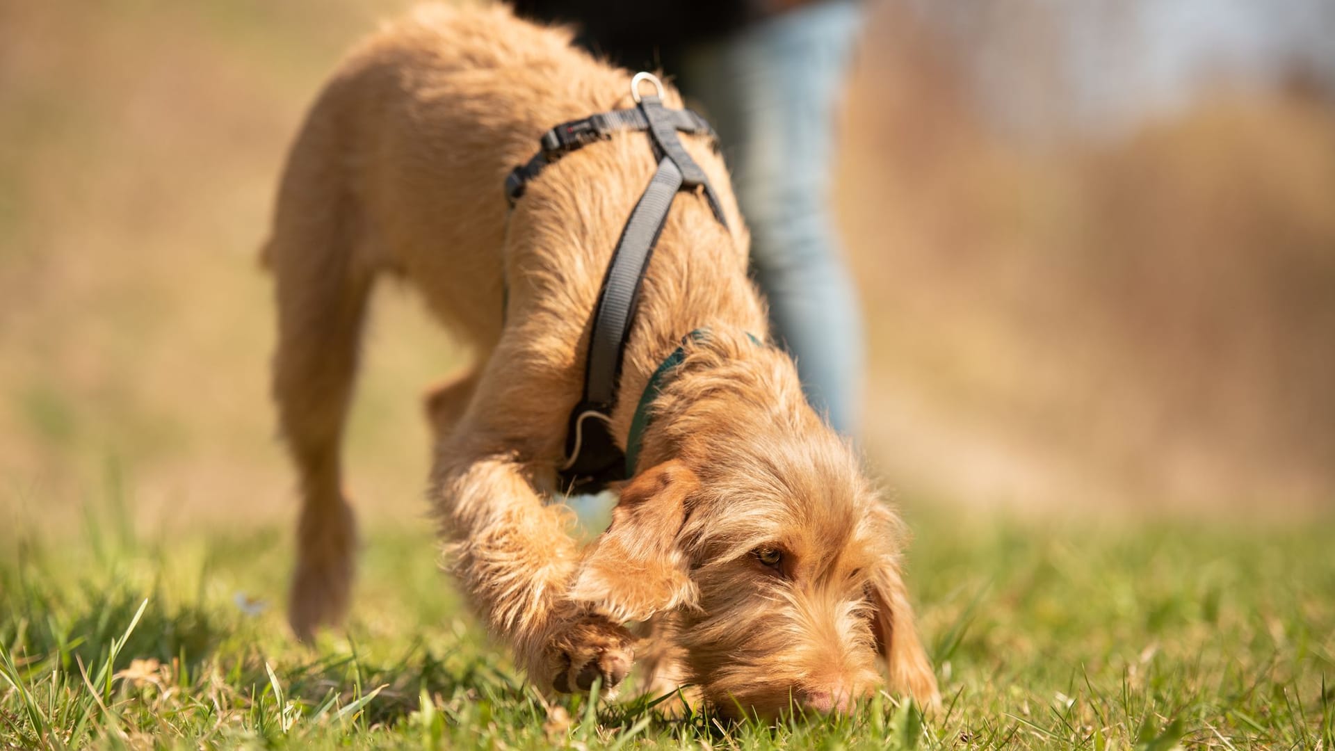 Für kleine und große Vierbeiner: Die besten Hundegeschirre für jeden Einsatz.