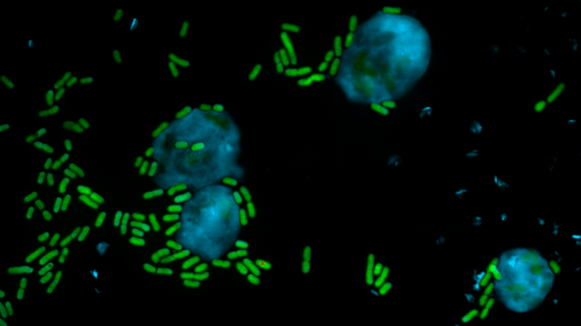 Giftig für Amöben: Die Pseudomonas-Bakterien.