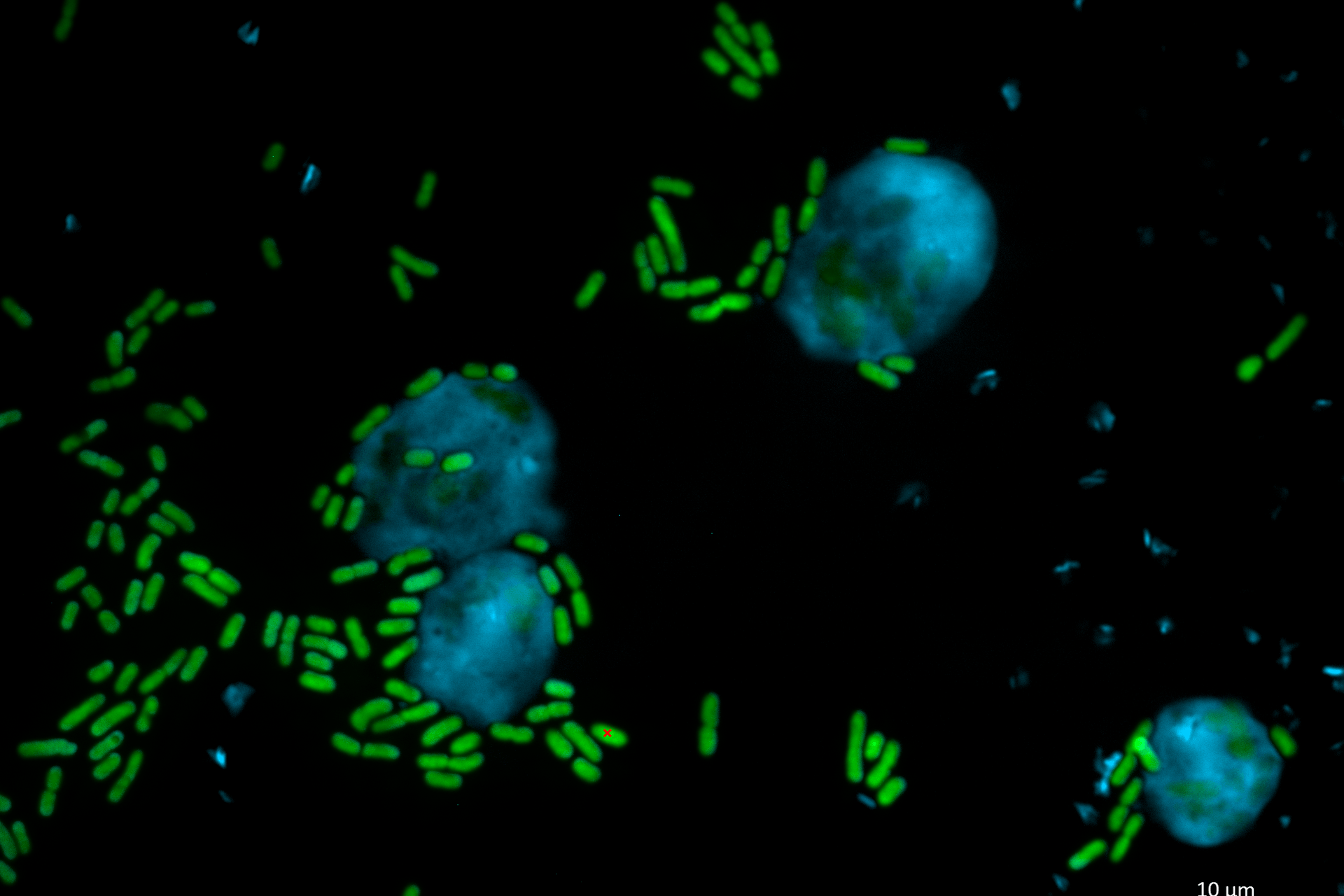 Giftig für Amöben: Die Pseudomonas-Bakterien.