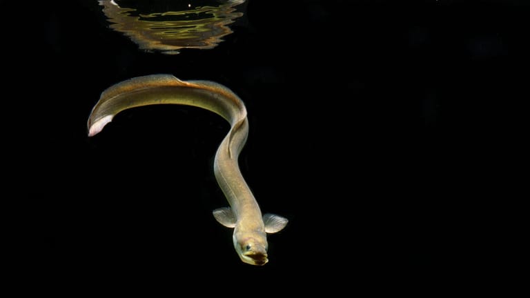 Ein Europäischer Aal schwimmt im Wasser (Archivfoto): Die Bestände in der Nordsee sind weiter in "einem kritischen Zustand", sagen Wissenschaftler.