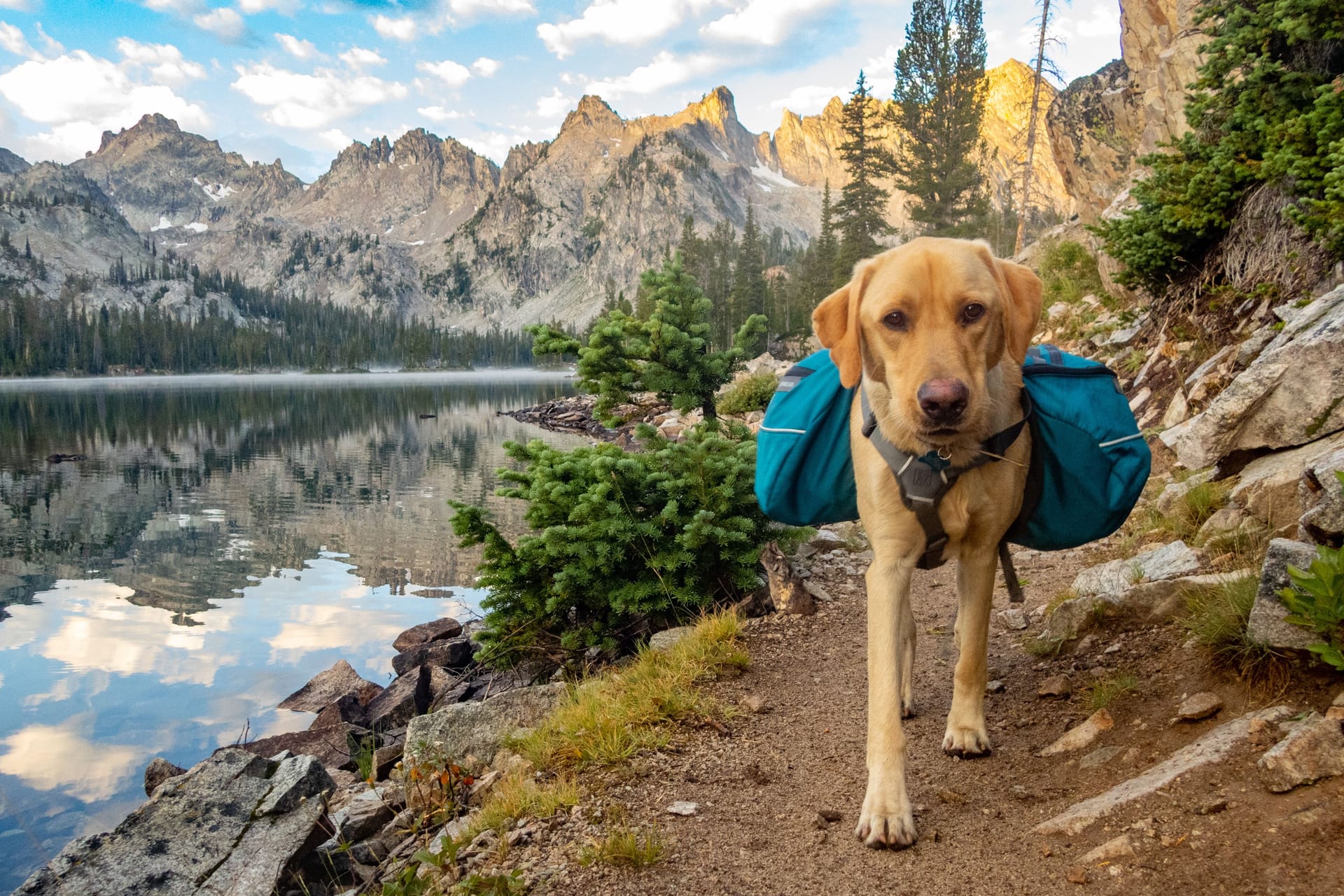 Auf einer Wanderung mit dem eigenen Vierbeiner kann der Proviant auch auf den Rücken des Hundes verteilt werden.