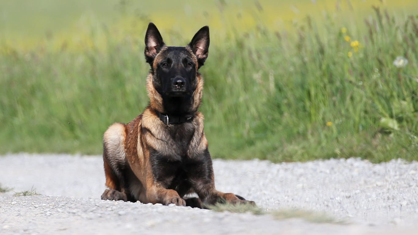 Ein belgischer Schäferhund (Symbolbild): Die Rasse ist häufig bei der Polizei im Einsatz.