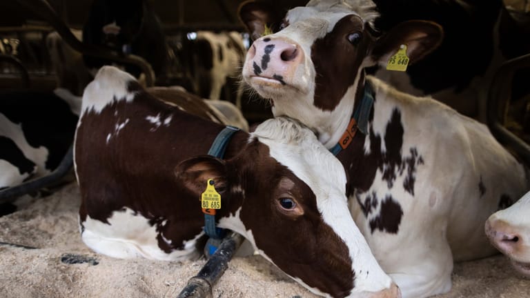 Kühe liegen in einem Stall (Symbolbild): Rinder, Schafe und Ziegen können sich mit dem Q-Fieber infizieren – so kann es auch auf Menschen übertragen werden.