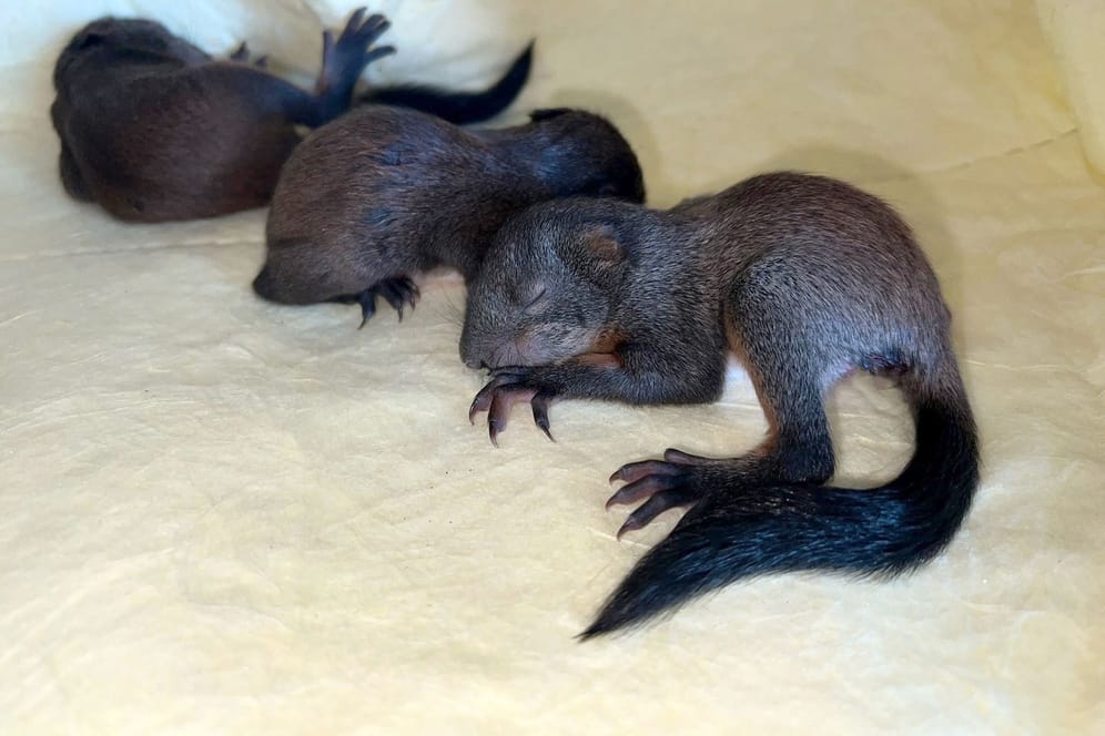 Eichhörnchenbabys