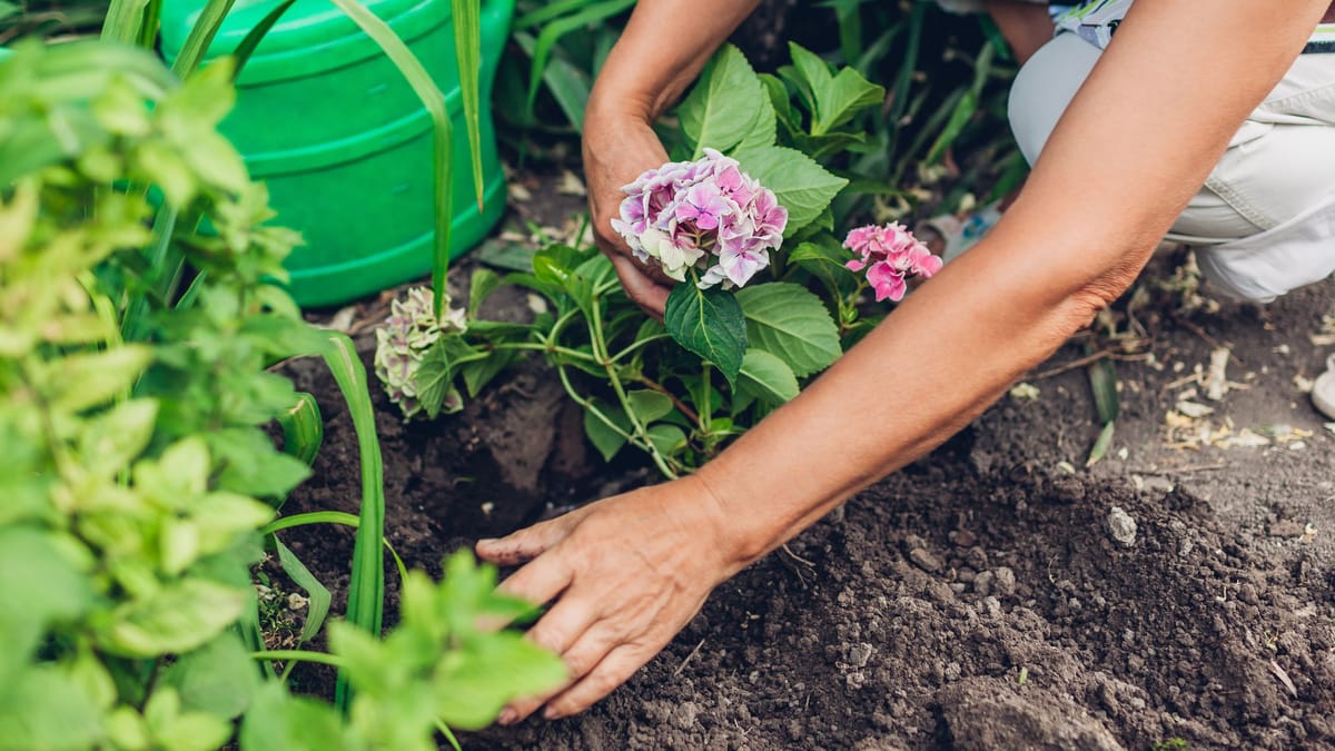 Hortensien vom Topf in den Garten pflanzen So geht's richtig