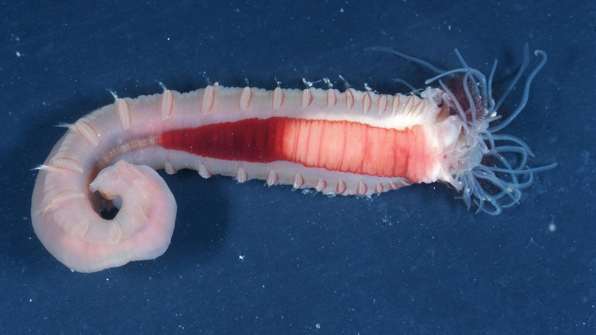 Nahaufnahme eines Bäumchenröhrenwurms: Der Studie zufolge nahm die Häufigkeit dieses Tieres im Wattenmeer um 80 Prozent ab.