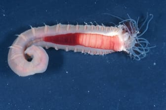 Nahaufnahme eines Bäumchenröhrenwurms: Der Studie zufolge nahm die Häufigkeit dieses Tieres im Wattenmeer um 80 Prozent ab.