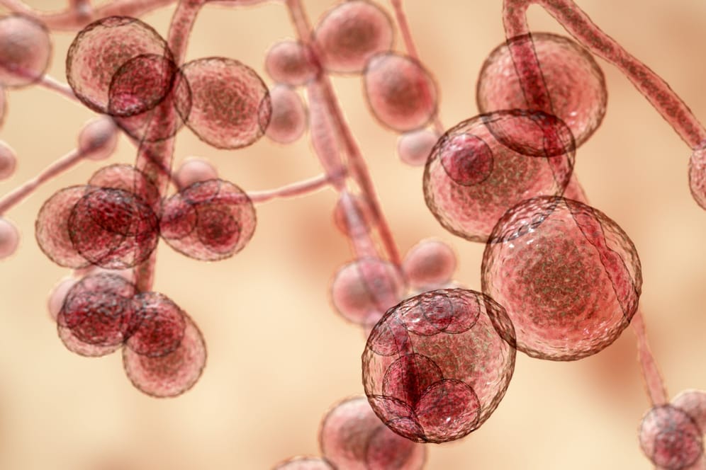 Candida auris: Die Pilzinfektion breitet sich in den USA schnell aus.