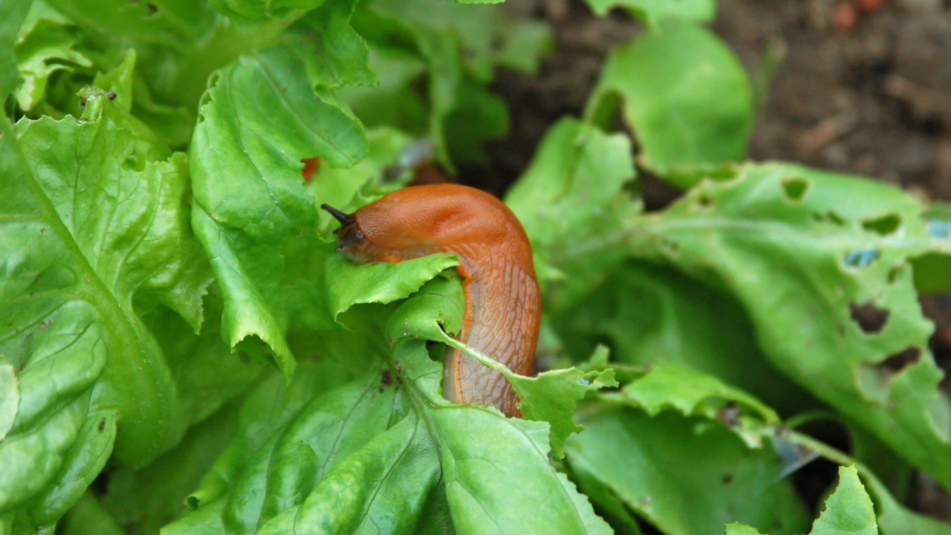 Wenn Schnecken durch Ihr Hochbeet kriechen: Schnecken knabbern besonders gern Salat an. Sie können Ihr Gemüse schützen, indem Sie unbepflanzten Boden trocken lassen.