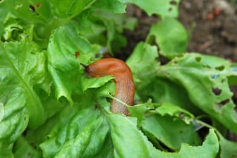 Wenn Schnecken durch Ihr Hochbeet kriechen: Schnecken knabbern besonders gern Salat an. Sie können Ihr Gemüse schützen, indem Sie unbepflanzten Boden trocken lassen.