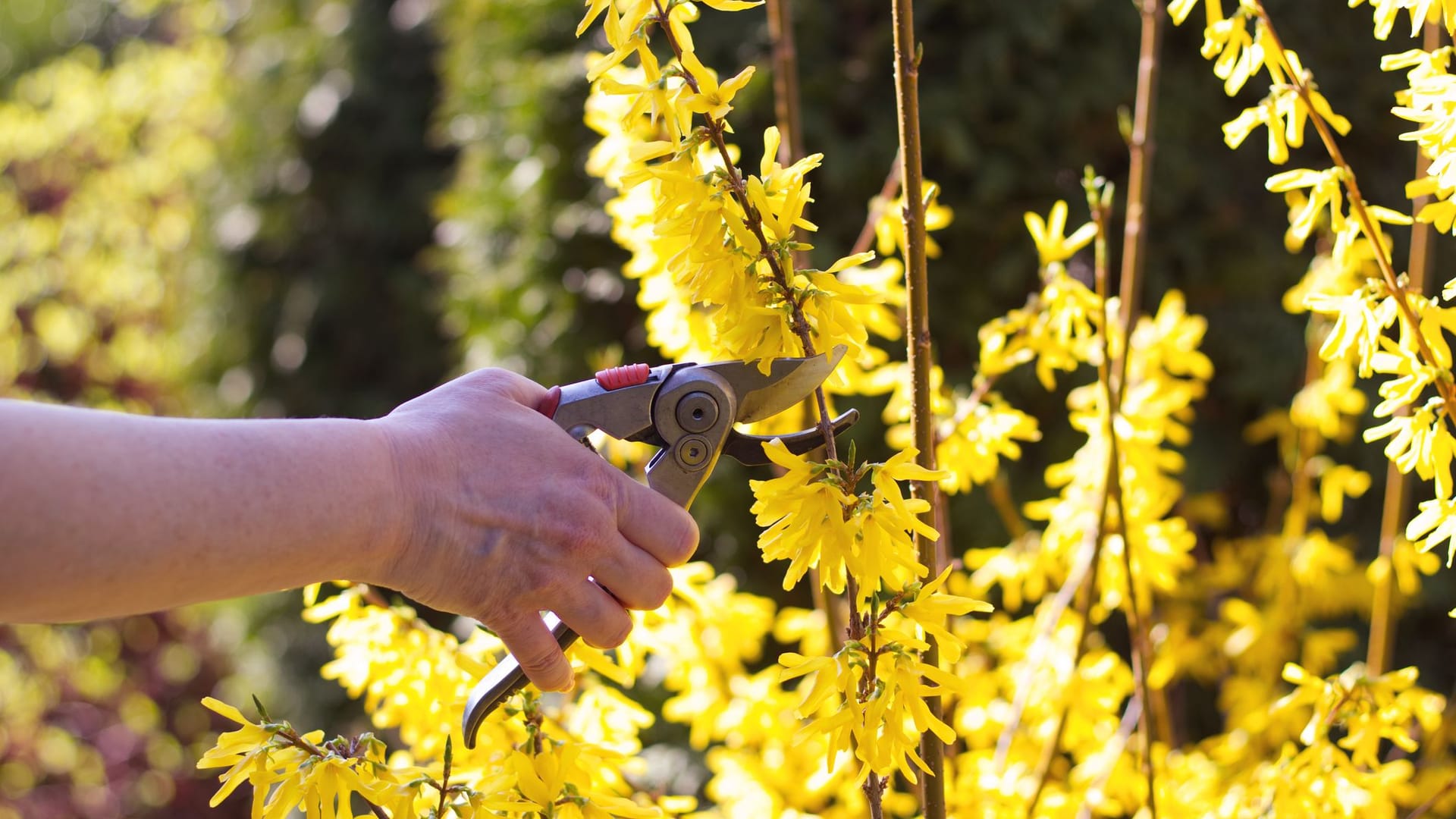 Forsythien: Damit Ihre Pflanze lange blüht, sollten Sie sie zum richtigen Zeitpunkt schneiden.