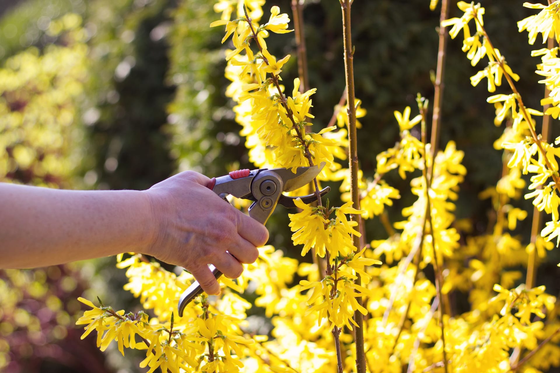 Forsythien: Damit Ihre Pflanze lange blüht, sollten Sie sie zum richtigen Zeitpunkt schneiden.