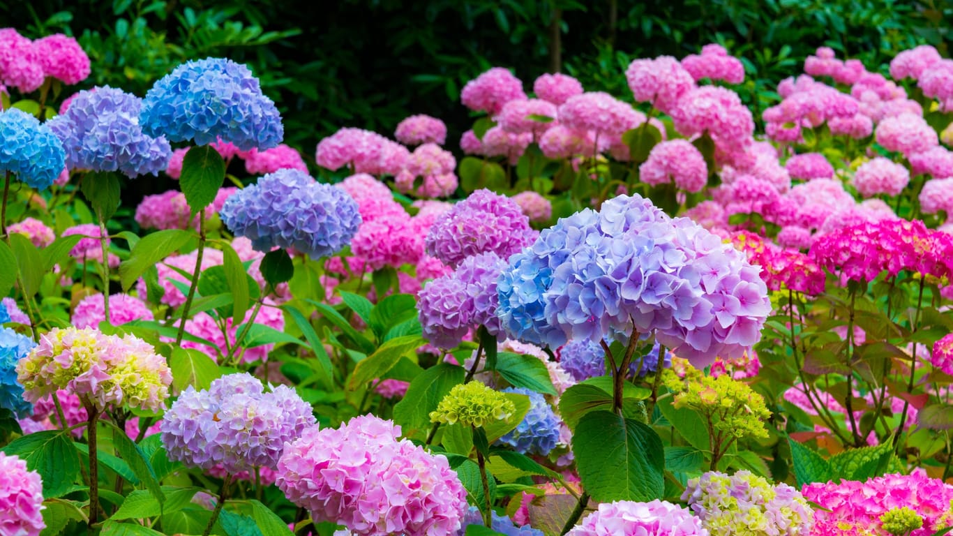 Wann blühen Hortensien: Sie können sich bis spätestens Ende Oktober an der Blütenpracht Ihrer Hortensien erfreuen.