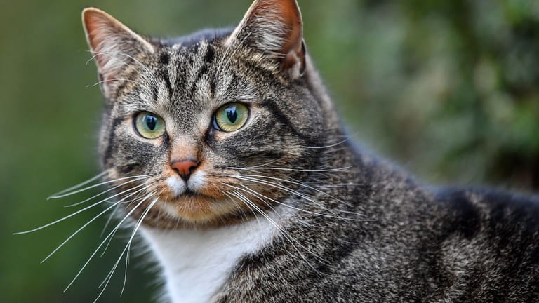Eine Hauskatze (Symbolfoto): Drei Briten haben sich mit einem durch Katzen übertragenen Pilz infiziert.