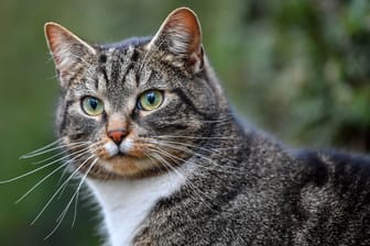Eine Hauskatze (Symbolfoto): Drei Briten haben sich mit einem durch Katzen übertragenen Pilz infiziert.