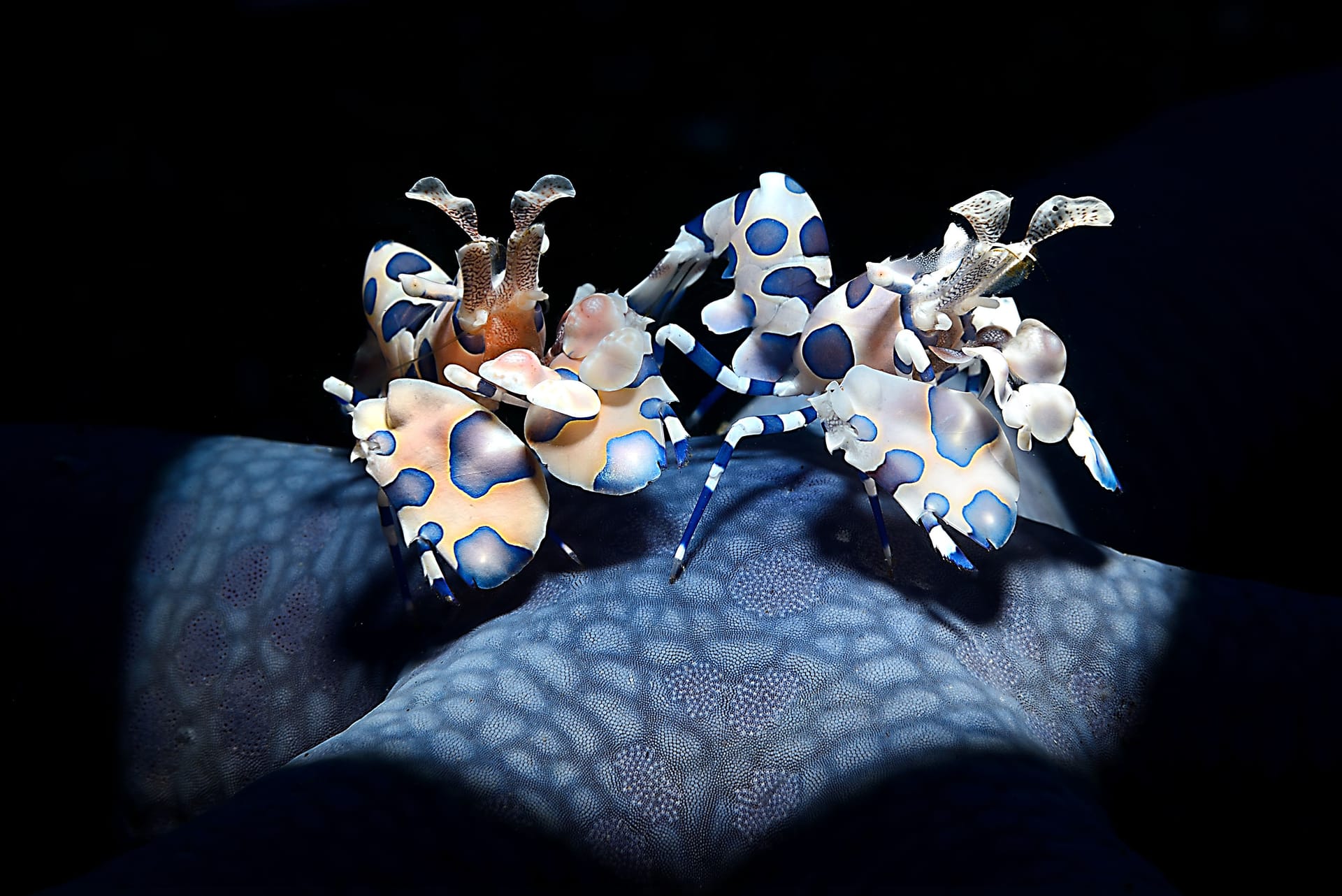 Zwei Harlekingarnelen: Adriano Morettin aus Italien gewann mit diesem Bild die Kategorie "Unterwasser".