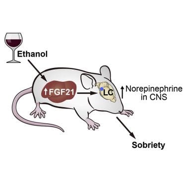 Die Grafik der Forscher zeigt die Wirkung von FGF21 auf das Gehirn und Nüchteinheit (Sobrietiy).