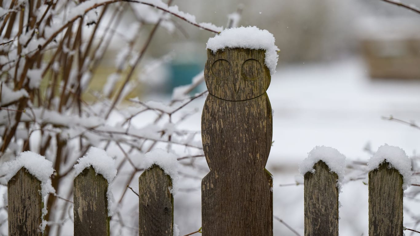Die Holzeule an einem Gartenzaun ist mit Schnee bedeckt: In der Region hat es geschneit.