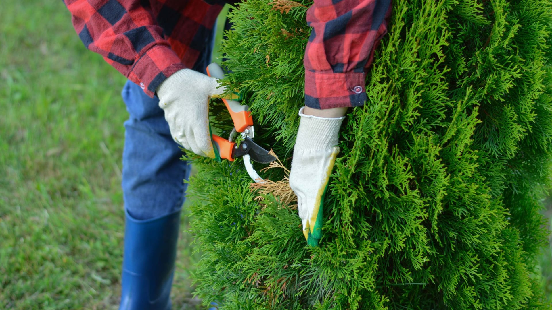 Thuja-Hecke schneiden: Wenn Thujen zu stark in die Höhen wachsen, dann schneiden Sie die Hecke auch im alten Holz oben ab.