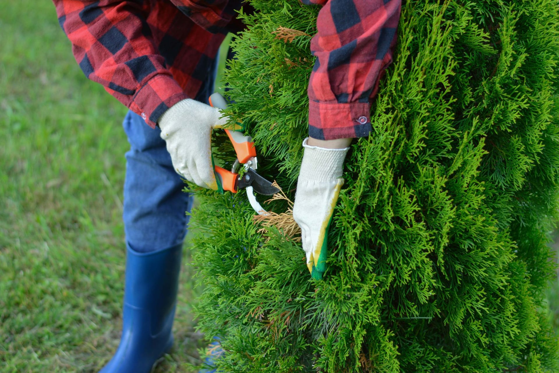 Thuja-Hecke schneiden: Wenn Thujen zu stark in die Höhen wachsen, dann schneiden Sie die Hecke auch im alten Holz oben ab.