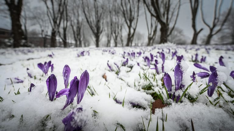 Krokusse im Schnee: Frühling und Winter liegen am Wochenende dicht beieinander.