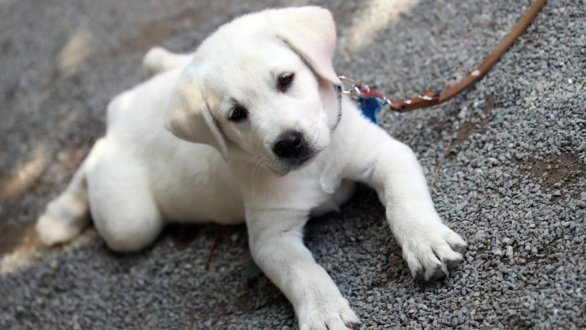 Ein Hundewelpe an der Leine (Archivbild): Ab Samstag müssen Hunde in Hannover wieder angeleint werden. Ein Hundewelpe an der Leine (Archivbild): Ab Samstag müssen Hunde in Hannover wieder angeleint werden.