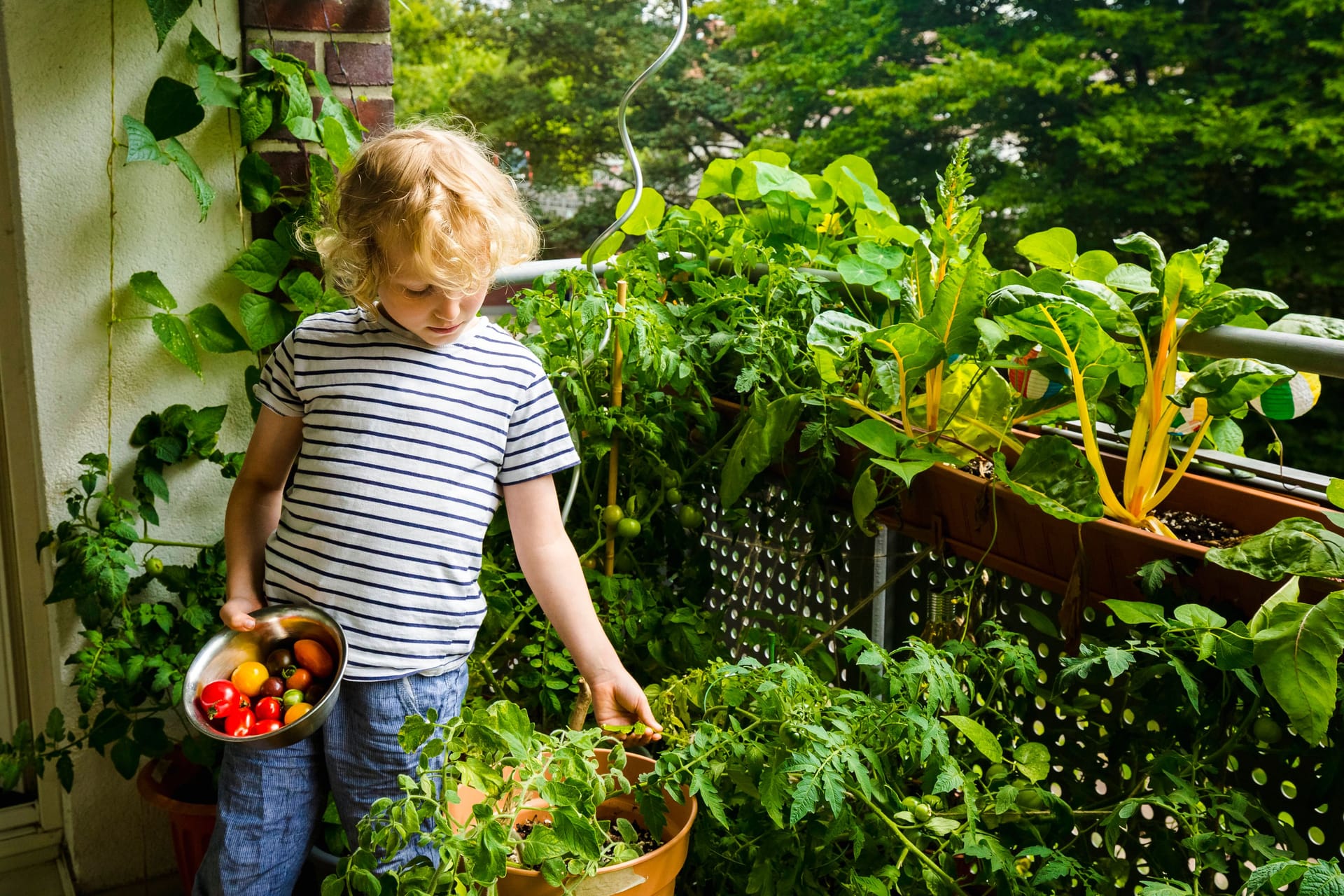 Gemüse: Auf dem Balkon ist genug Platz, um auch Paprika und Tomaten anzubauen.