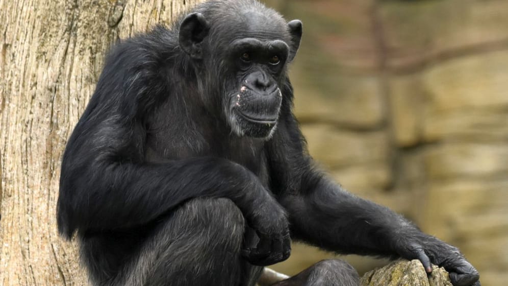 Schimpansin "Schika" auf einem Stamm (Archivbild): Am Dienstag ist das Tier nach einer Erkrankung gestorben.